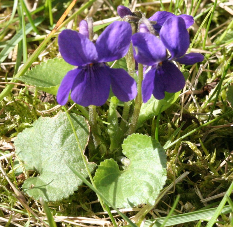 Sweet Violet photo 3