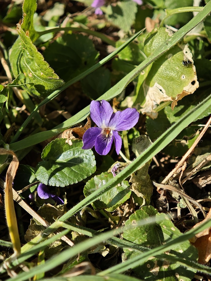 Viola odorata subsp. odorata