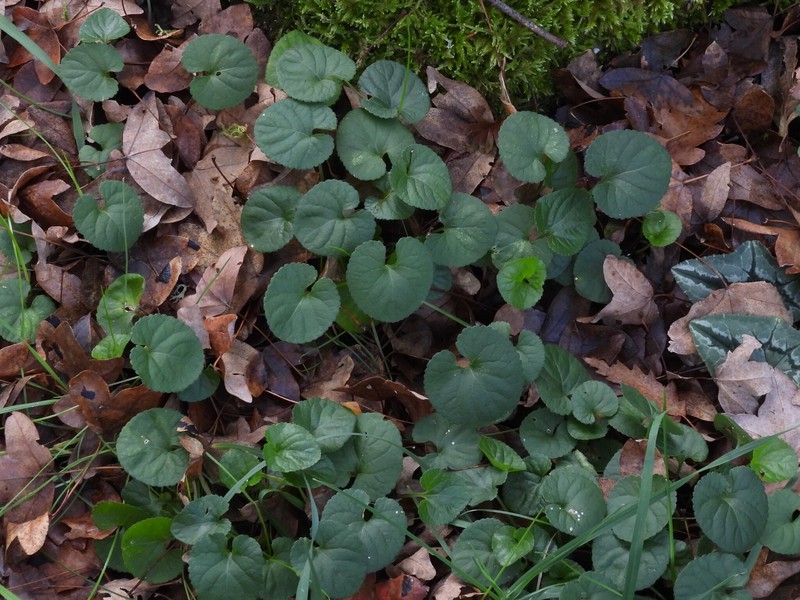 Viola odorata subsp. odorata photo 2