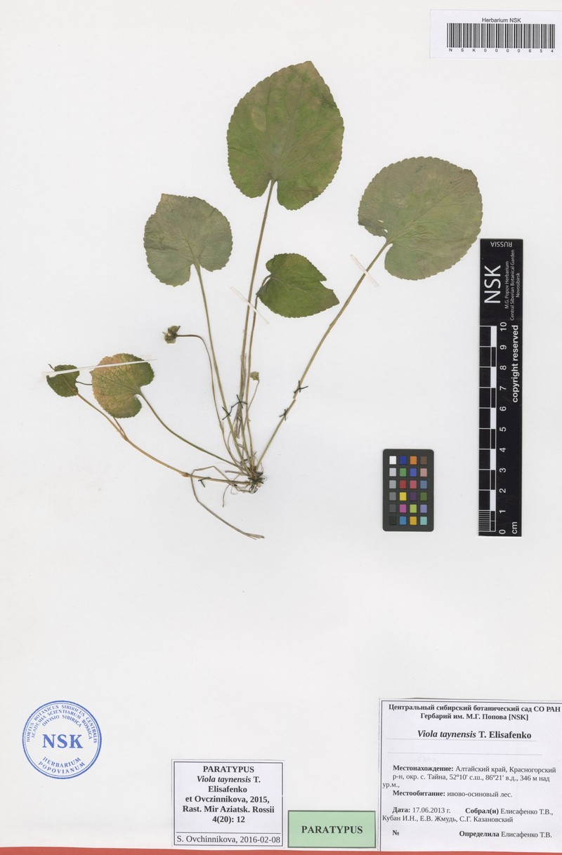 Viola odorata subsp. odorata photo 3