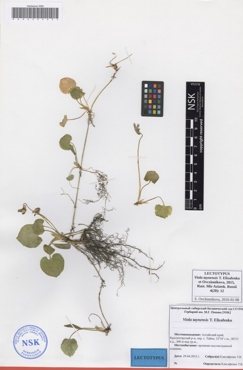 Viola odorata subsp. odorata photo 4