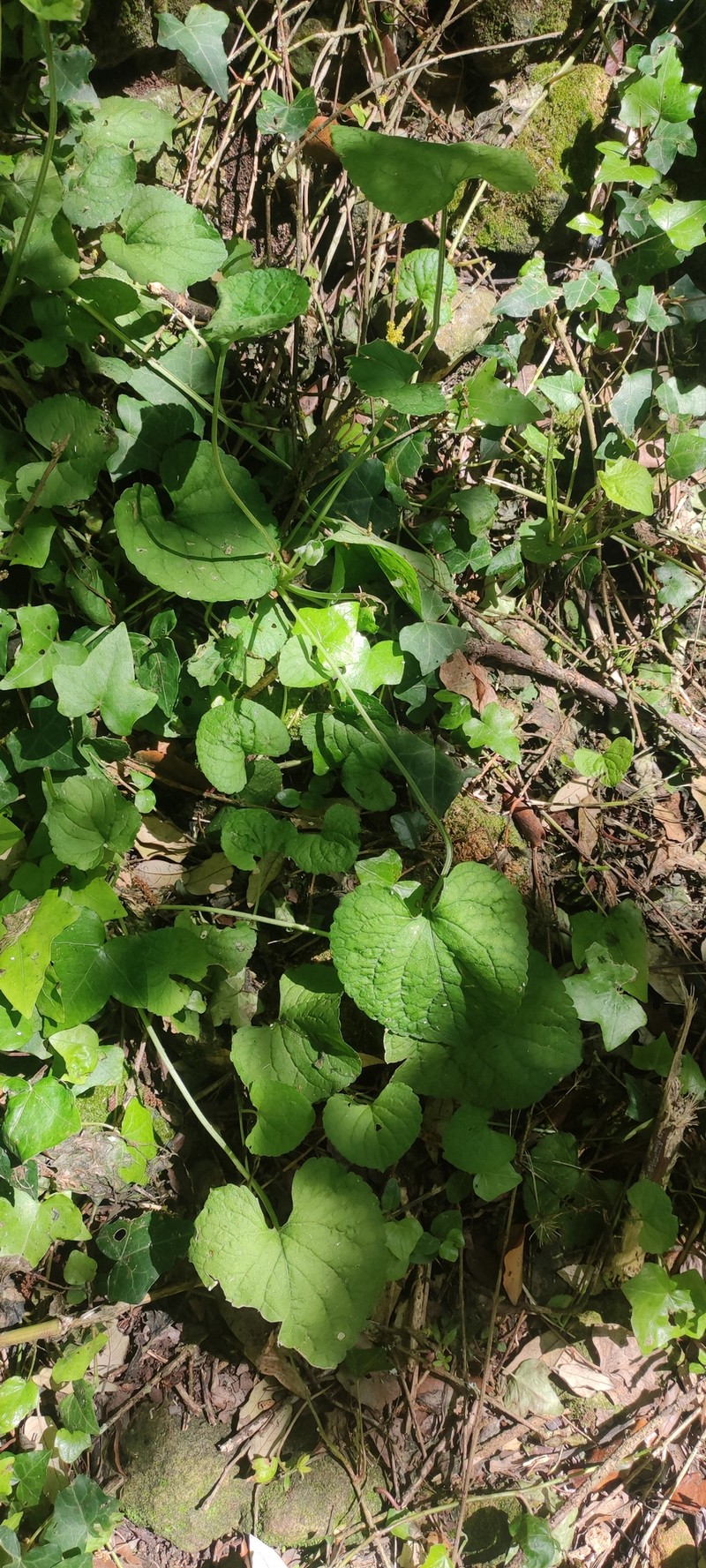 Viola odorata subsp. stolonifera
