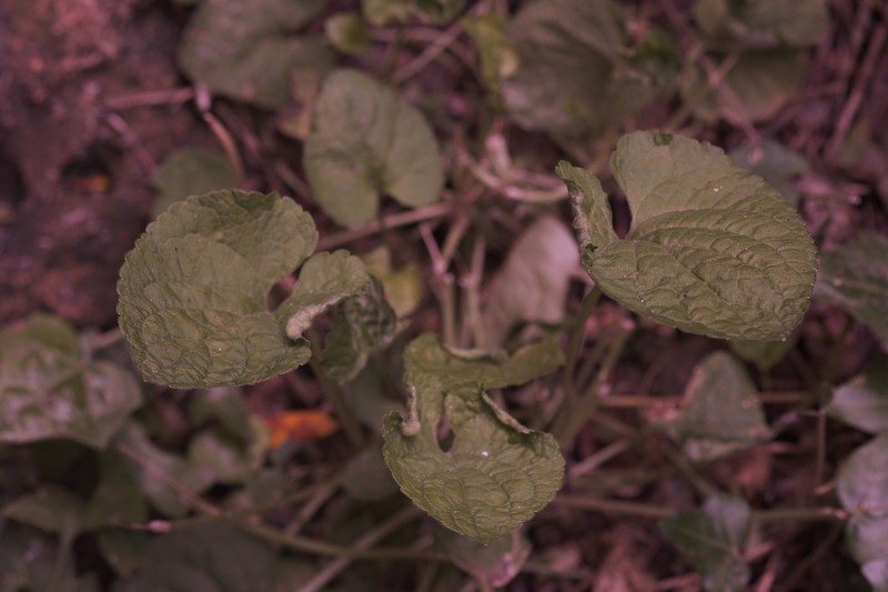 Viola odorata subsp. stolonifera photo 2