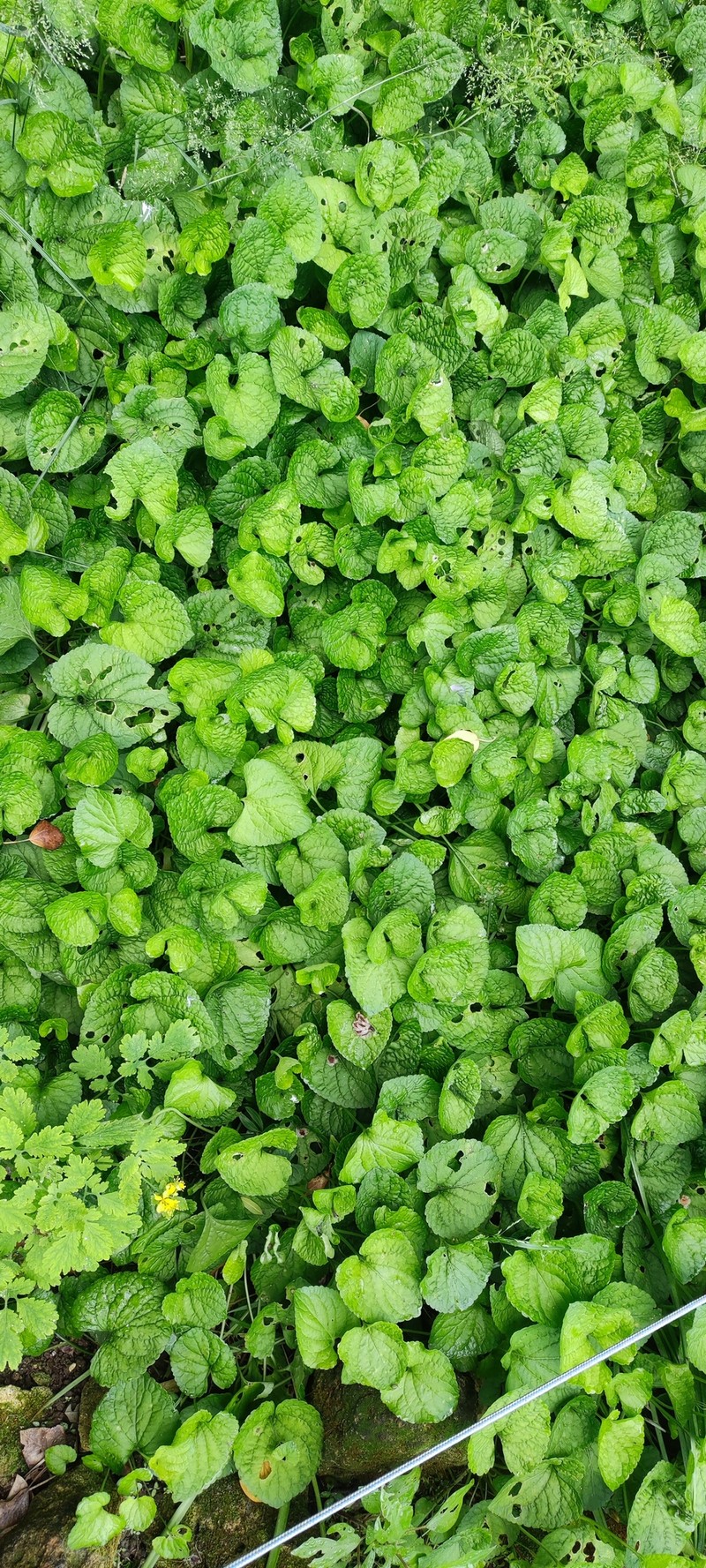 Viola odorata subsp. stolonifera photo 3