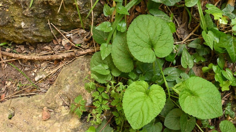 Viola odorata subsp. stolonifera photo 4