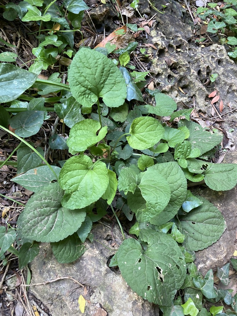 Viola odorata subsp. stolonifera photo 5