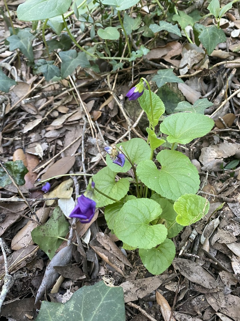 Viola odorata subsp. stolonifera photo 6
