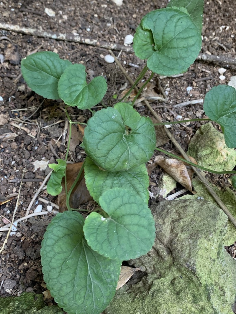 Viola odorata subsp. stolonifera photo 7