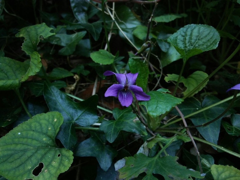 Viola odorata subsp. stolonifera photo 8