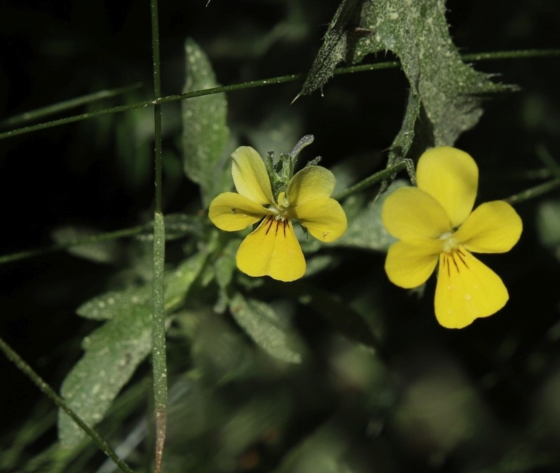 Viola orbelica