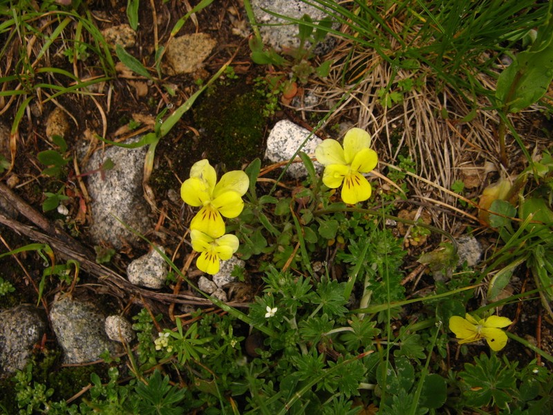 Viola orbelica photo 2
