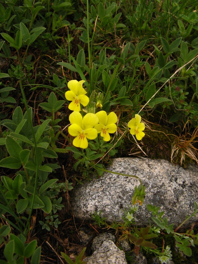 Viola orbelica photo 3