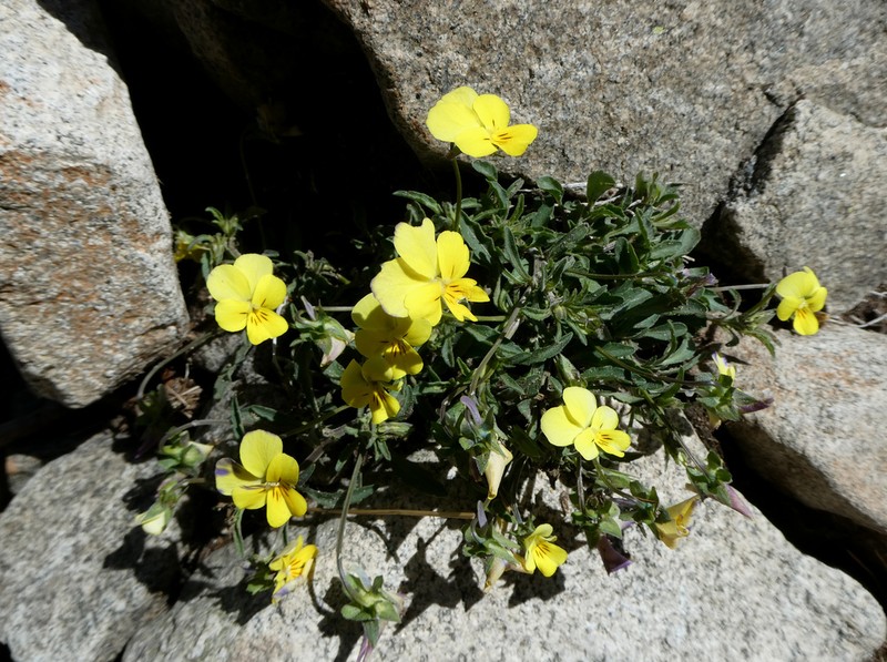 Viola orbelica photo 4