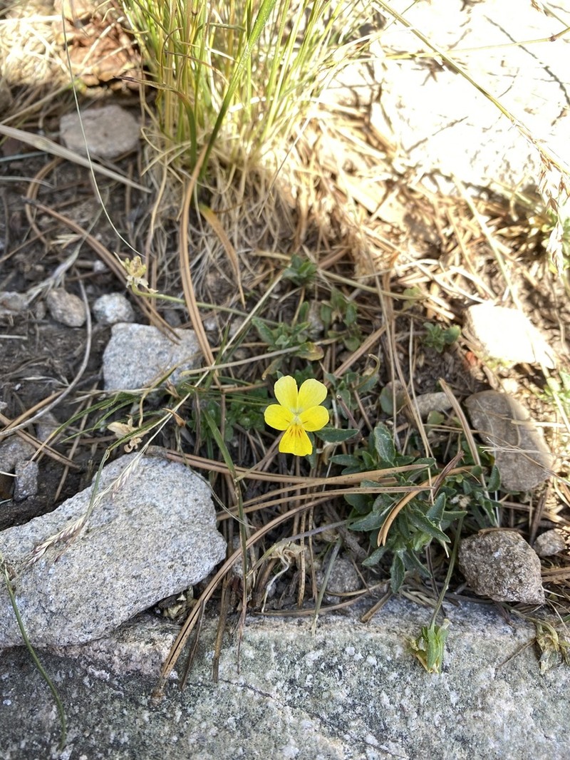 Viola orbelica photo 5