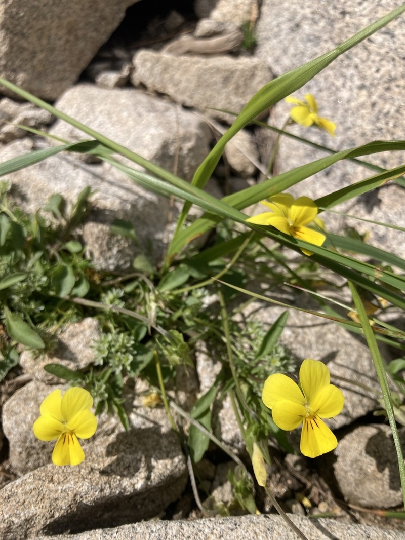 Viola orbelica photo 6