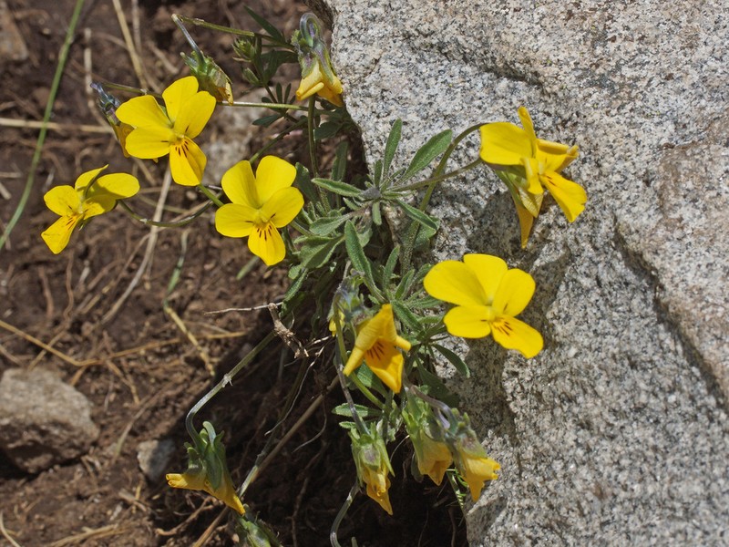 Viola orbelica photo 7