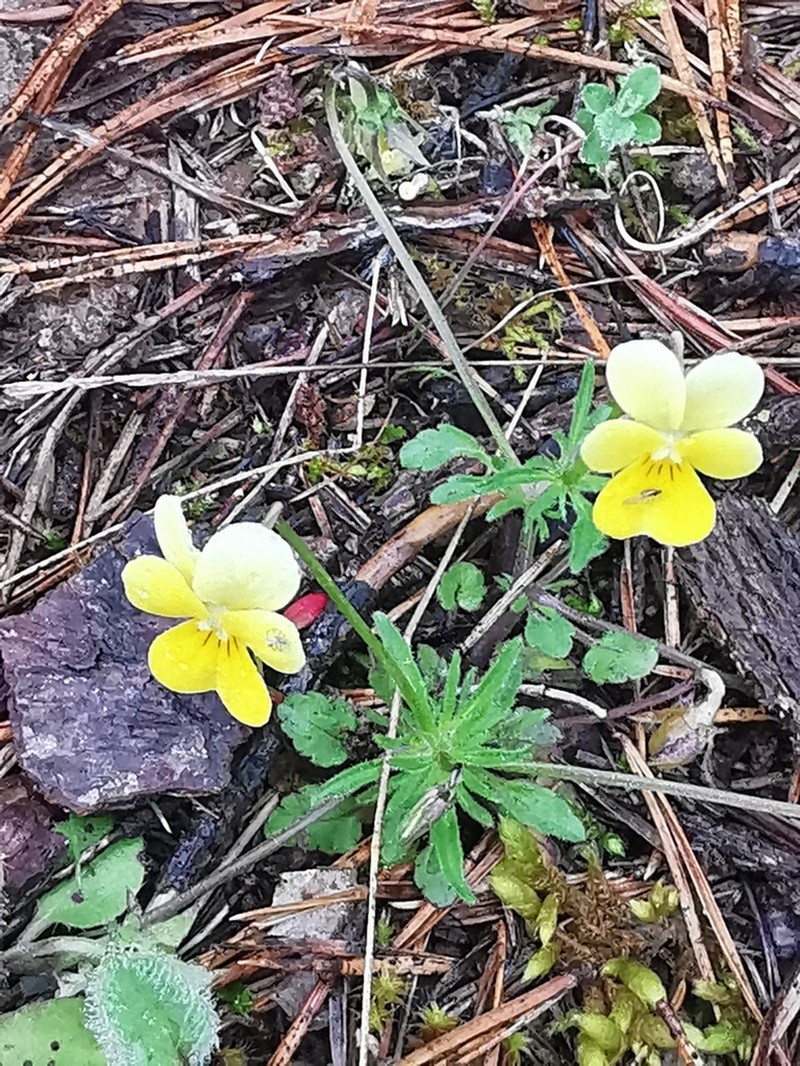 Viola orbelica photo 8