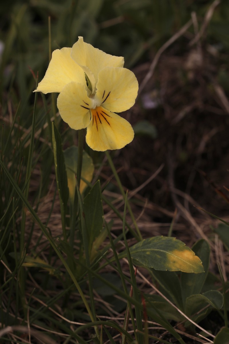 Viola oreades photo 2