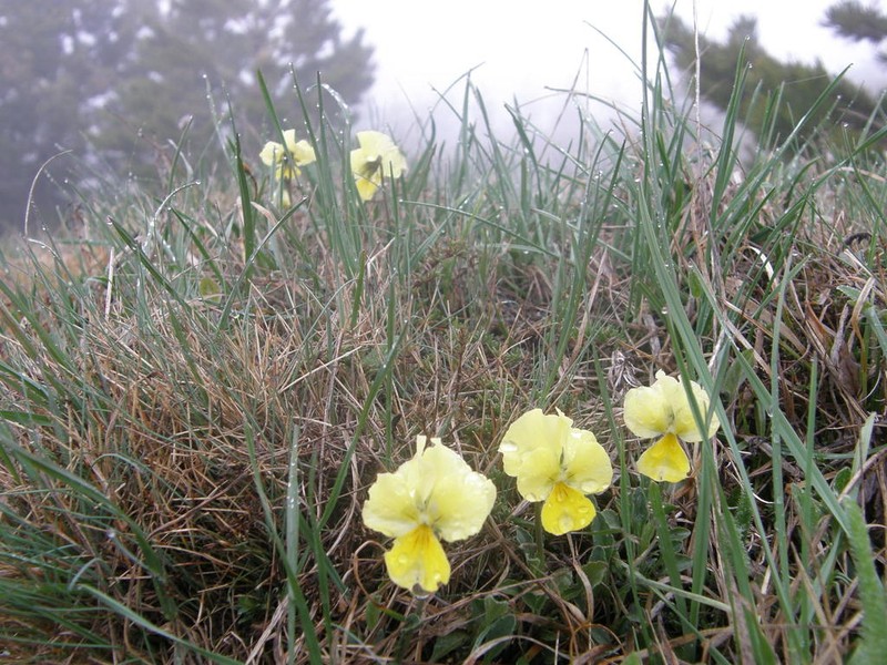 Viola oreades photo 3