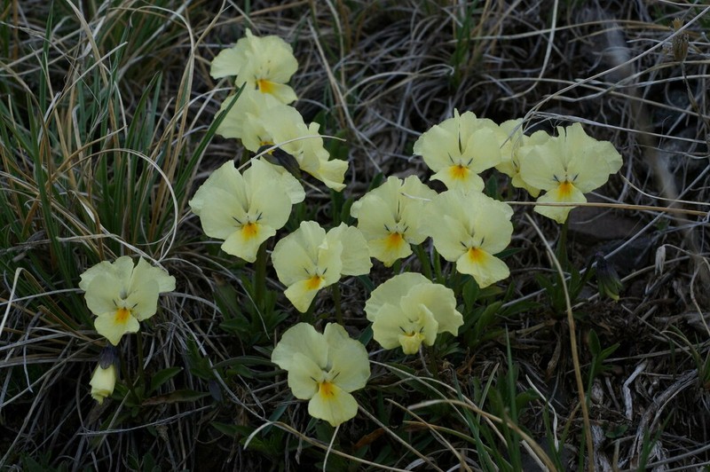 Viola oreades photo 4