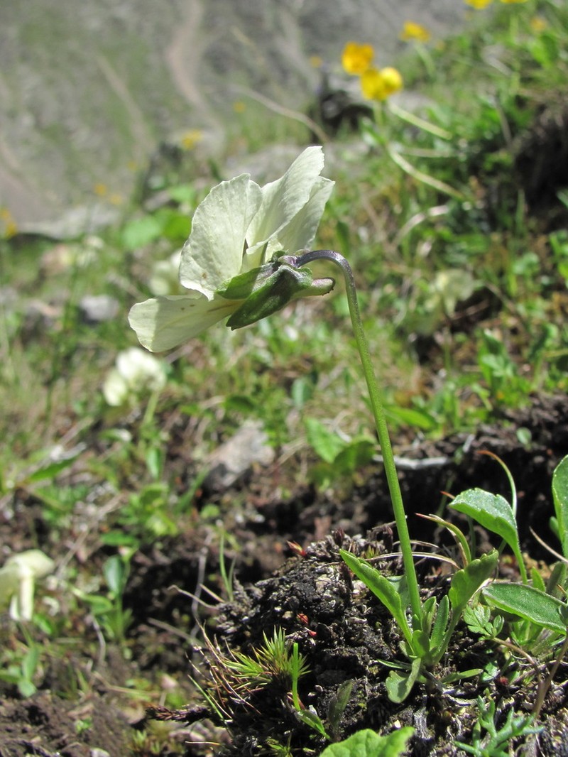 Viola oreades photo 5