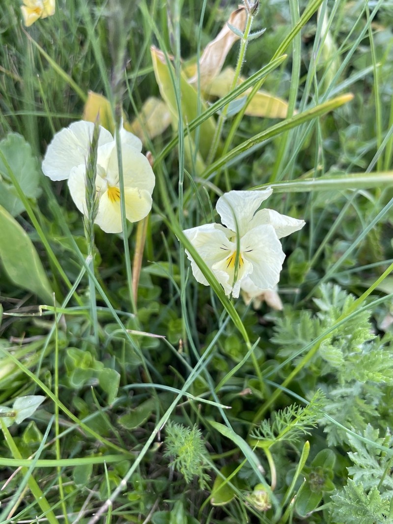 Viola oreades photo 6