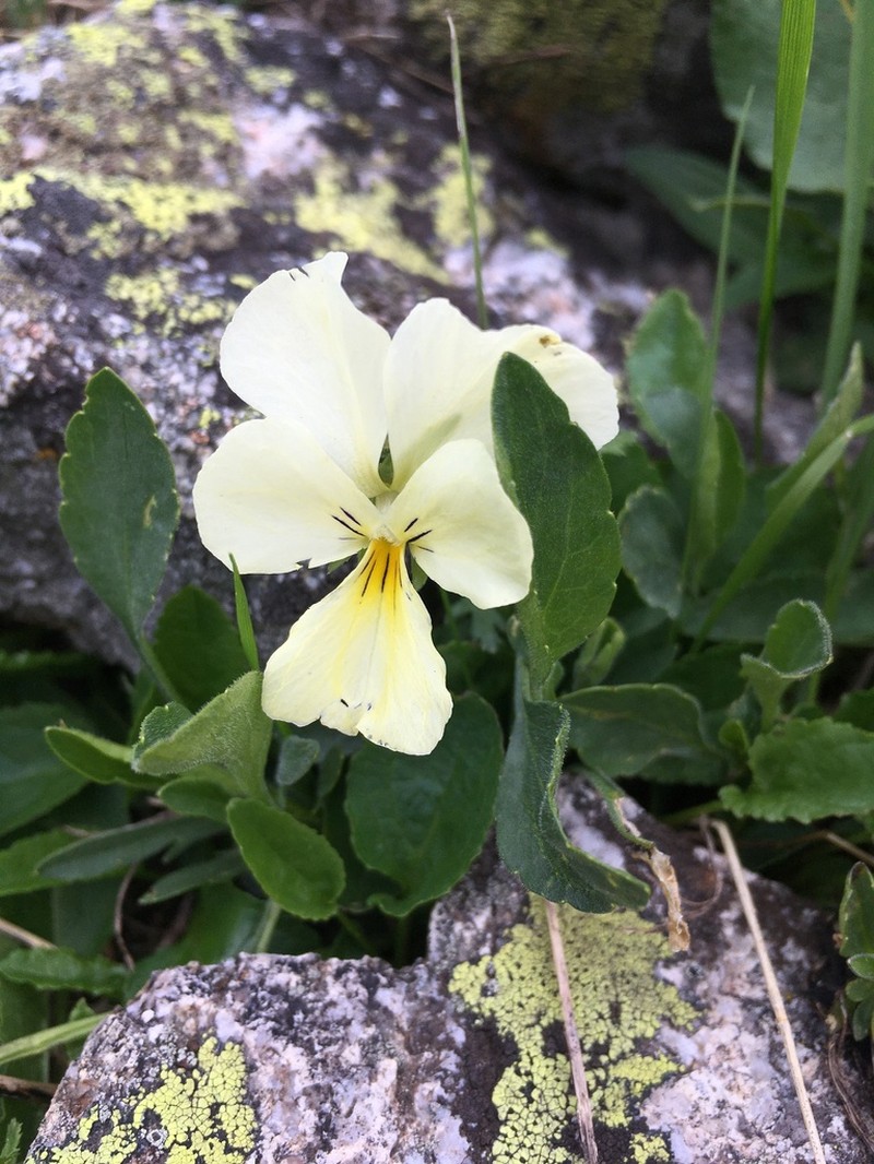 Viola oreades photo 8