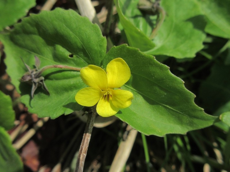Viola orientalis
