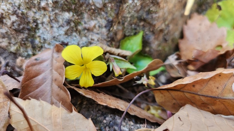 Viola orientalis photo 2