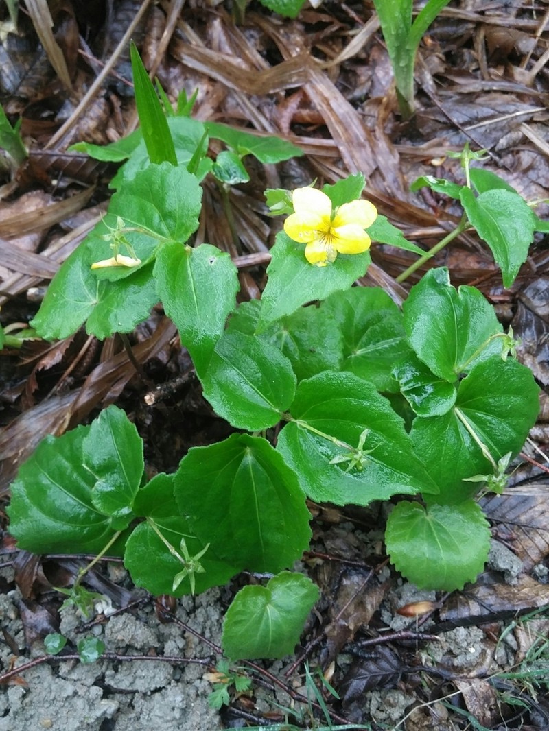 Viola orientalis photo 3