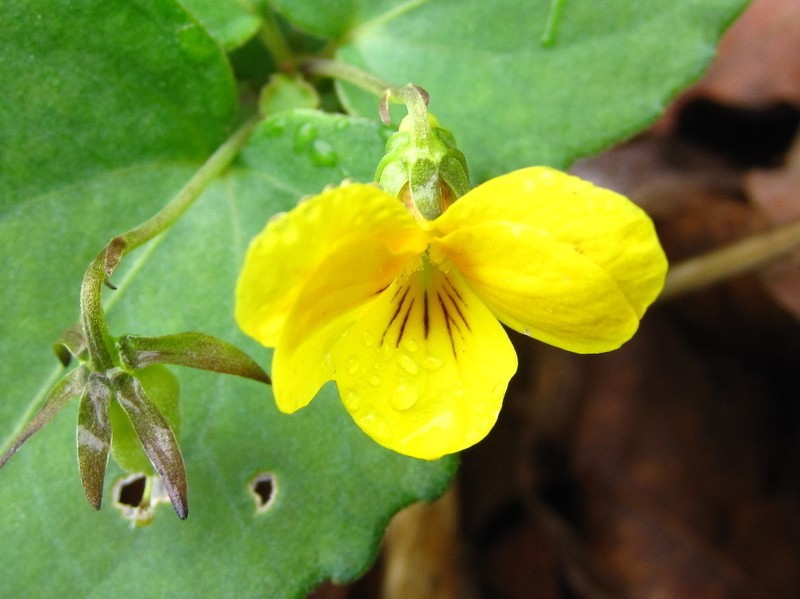 Viola orientalis photo 4