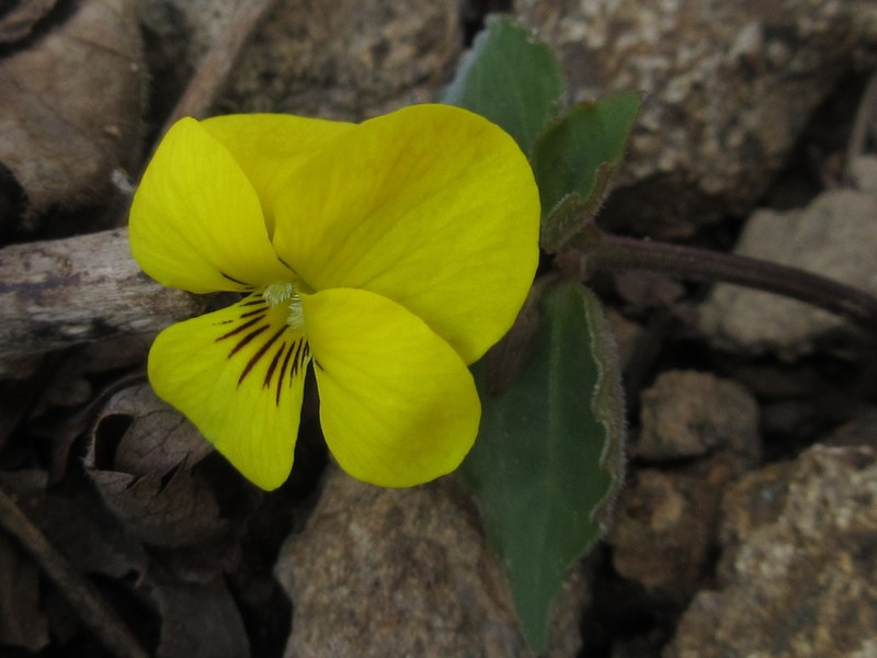 Viola orientalis photo 5
