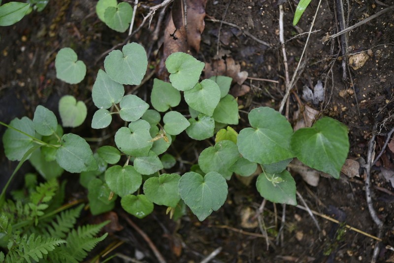 Viola orientalis photo 6