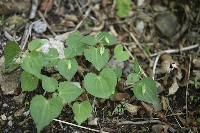 Viola orientalis photo 7