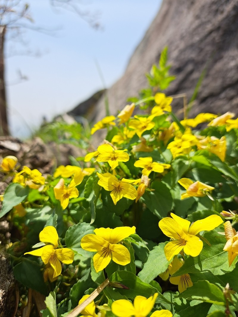Viola orientalis photo 8
