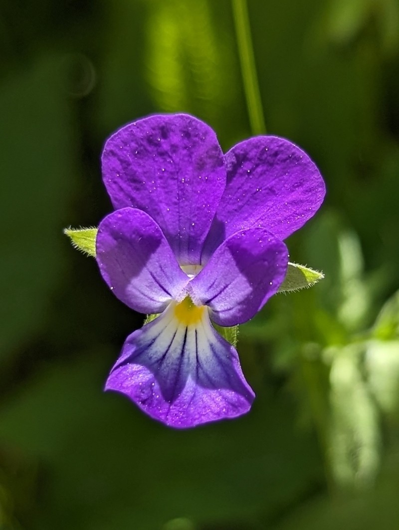 Viola orphanidis