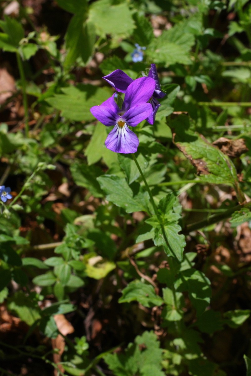Viola orphanidis photo 2