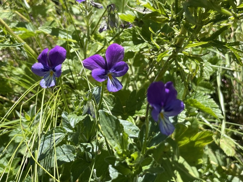 Viola orphanidis photo 3