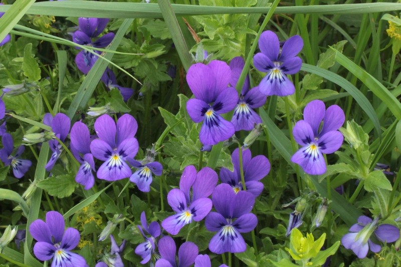 Viola orphanidis photo 4