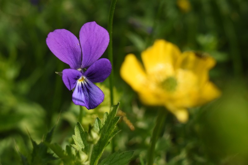 Viola orphanidis photo 5
