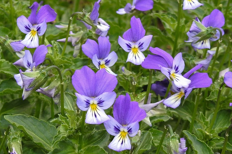 Viola orphanidis photo 6