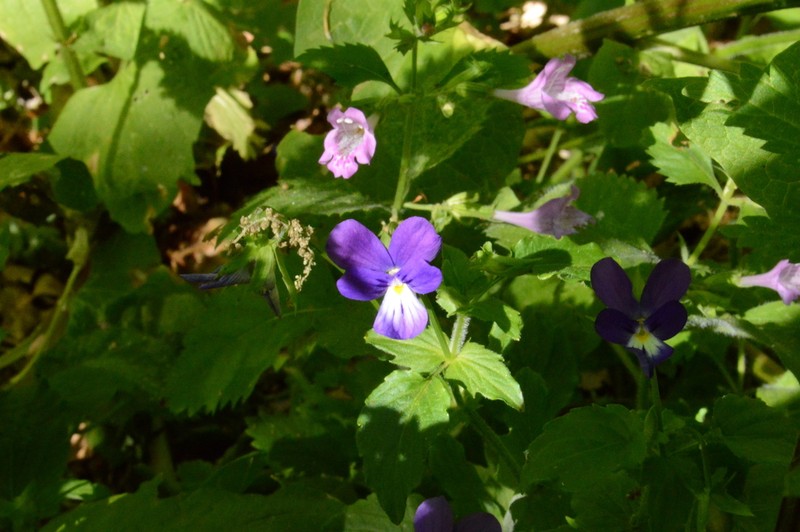 Viola orphanidis photo 7