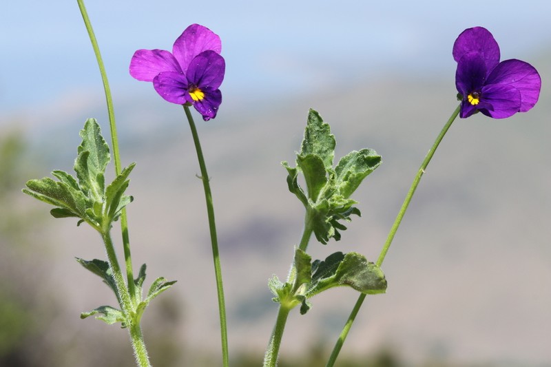 Viola orphanidis photo 8
