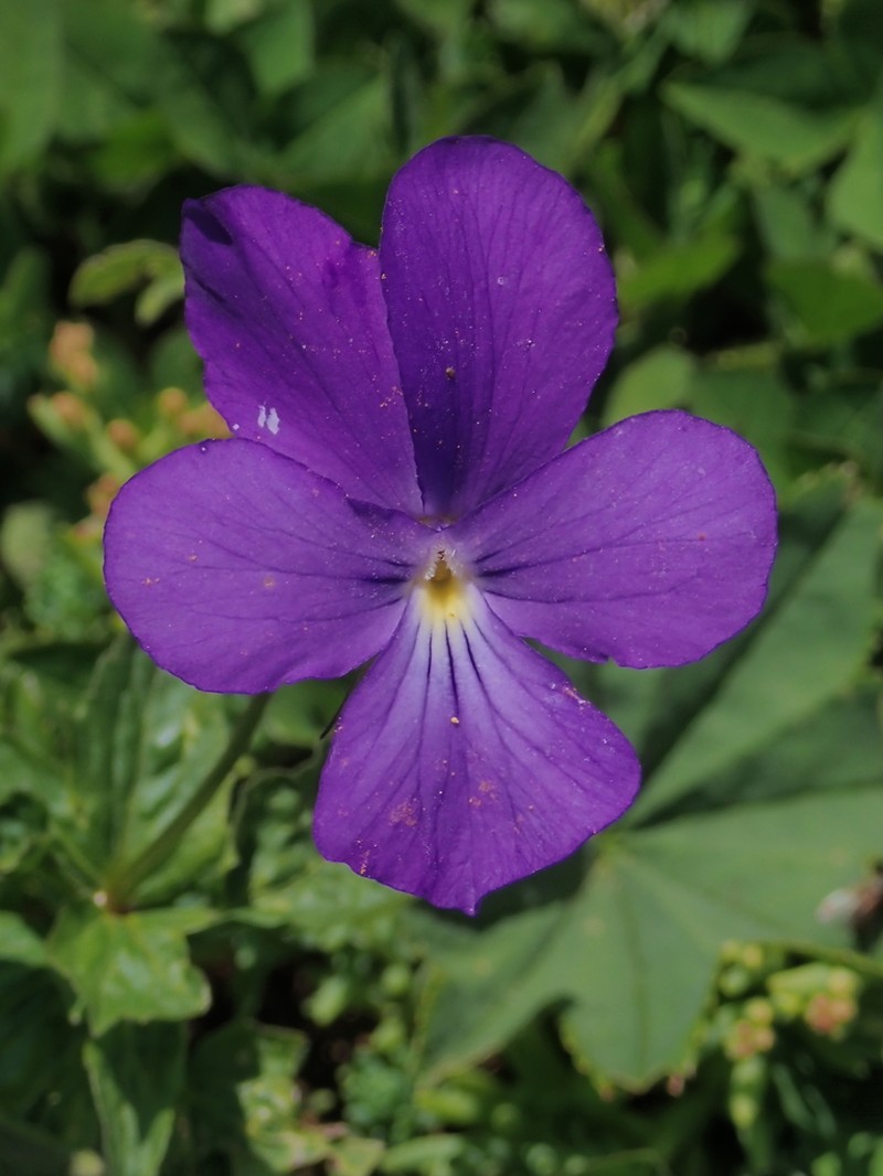 Viola orthoceras
