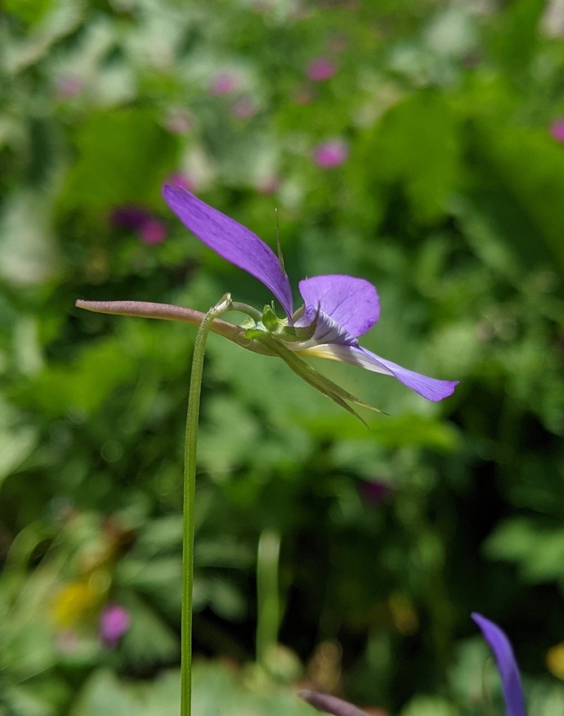 Viola orthoceras photo 2