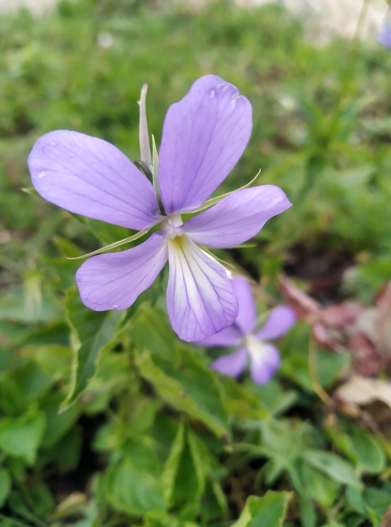 Viola orthoceras photo 3
