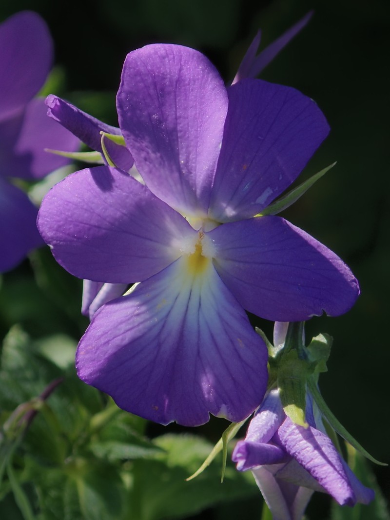 Viola orthoceras photo 4