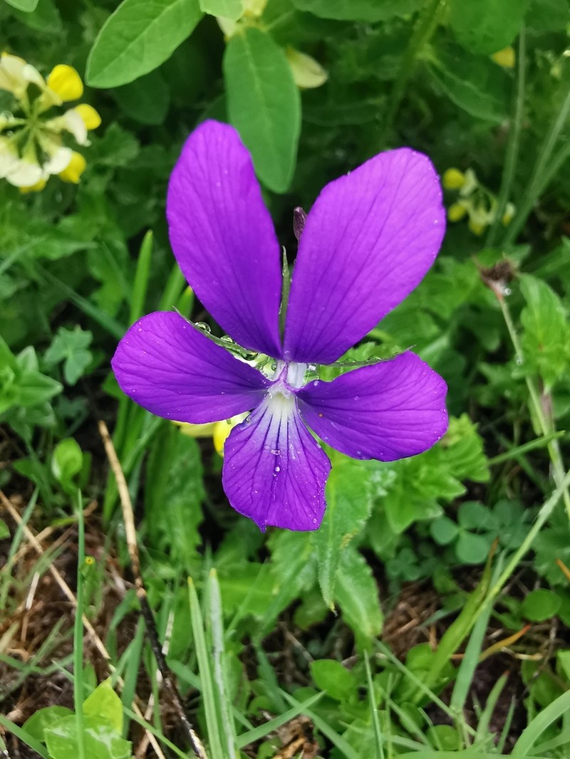 Viola orthoceras photo 5