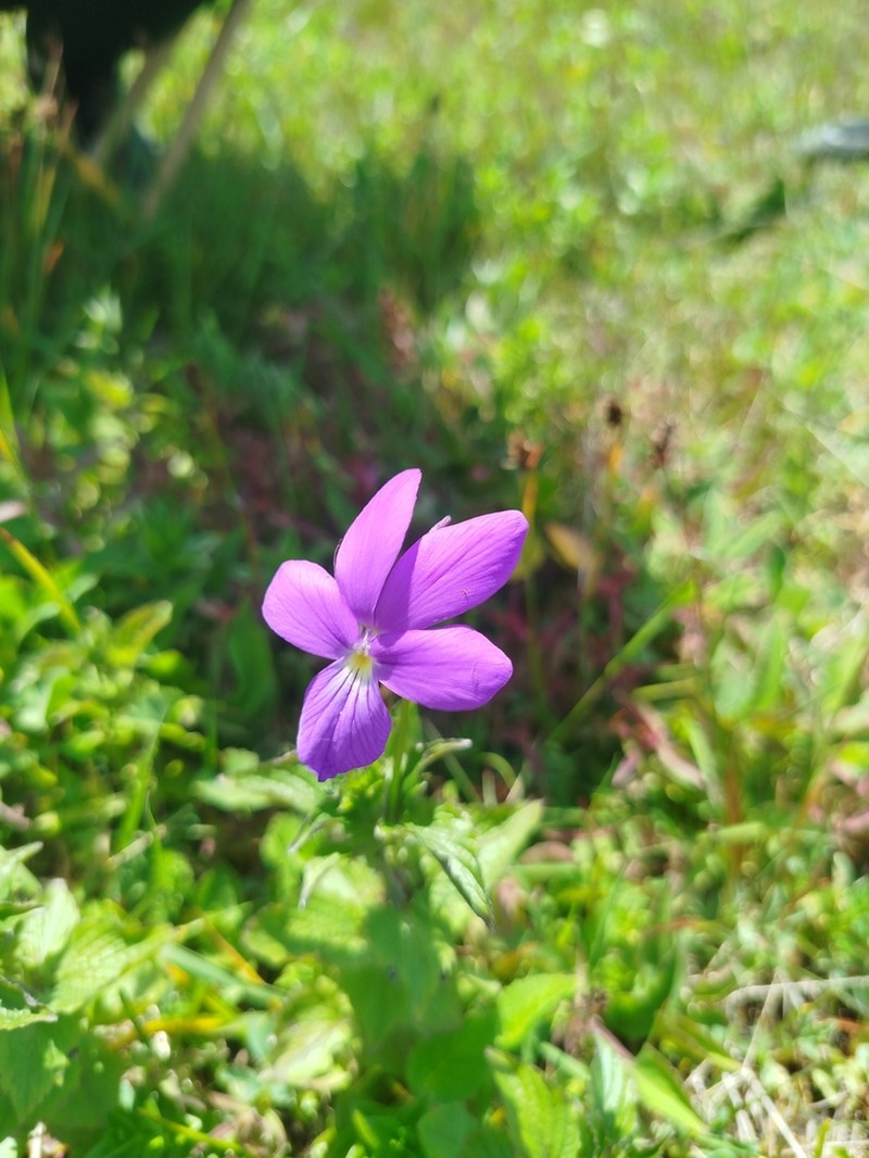 Viola orthoceras photo 6