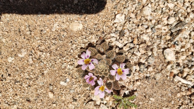 Viola ovalleana
